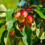 Who Owns Cascadian Farms