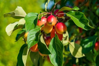 Who Owns Cascadian Farms