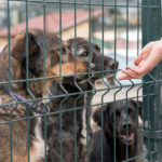 Why Local Dog Boarding Kennels Are Safer Than Big Chains