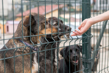 Why Local Dog Boarding Kennels Are Safer Than Big Chains