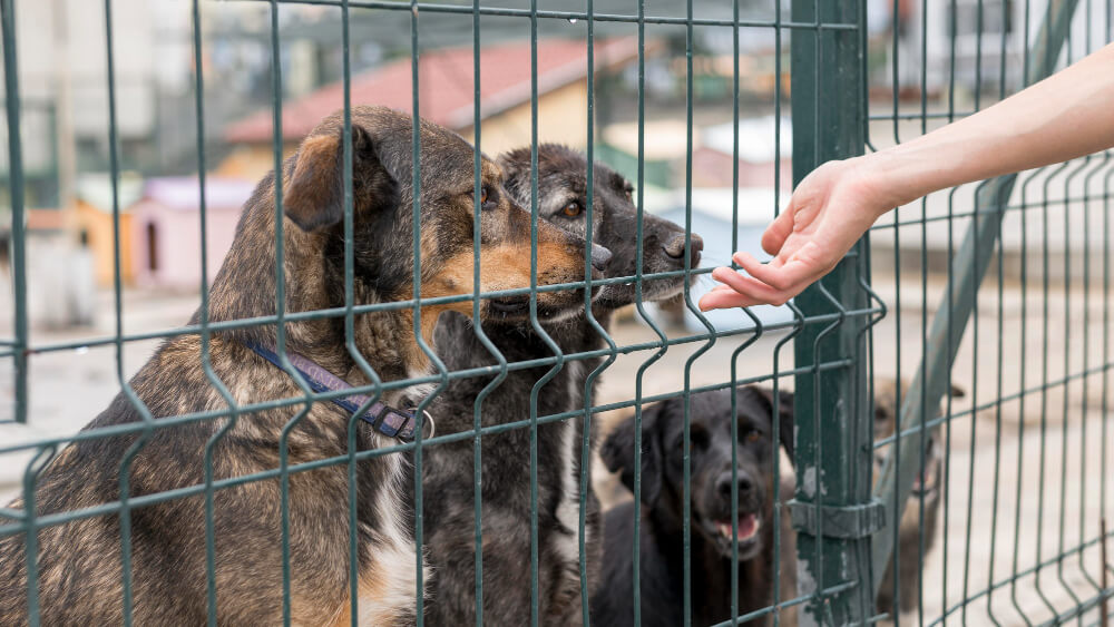Why Local Dog Boarding Kennels Are Safer Than Big Chains